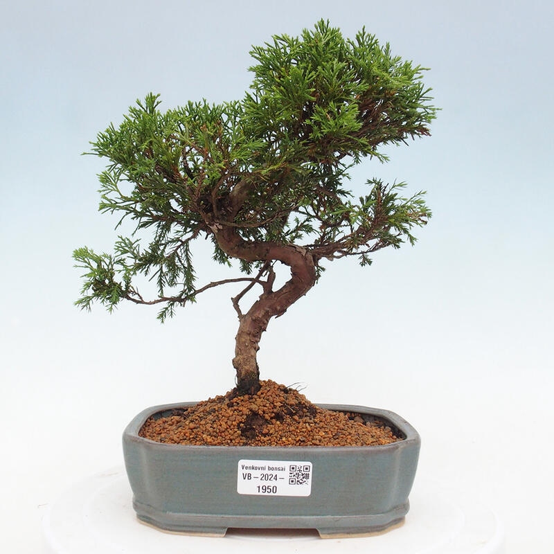 Outdoor bonsai - Juniperus chinensis Itoigawa - Chinese juniper
