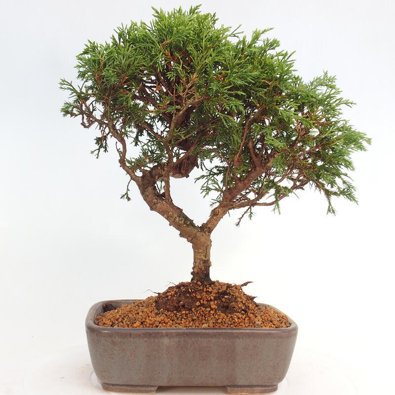 Outdoor bonsai - Juniperus chinensis Itoigawa - Chinese juniper