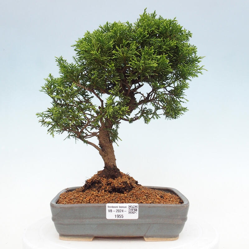 Outdoor bonsai - Juniperus chinensis Itoigawa - Chinese juniper