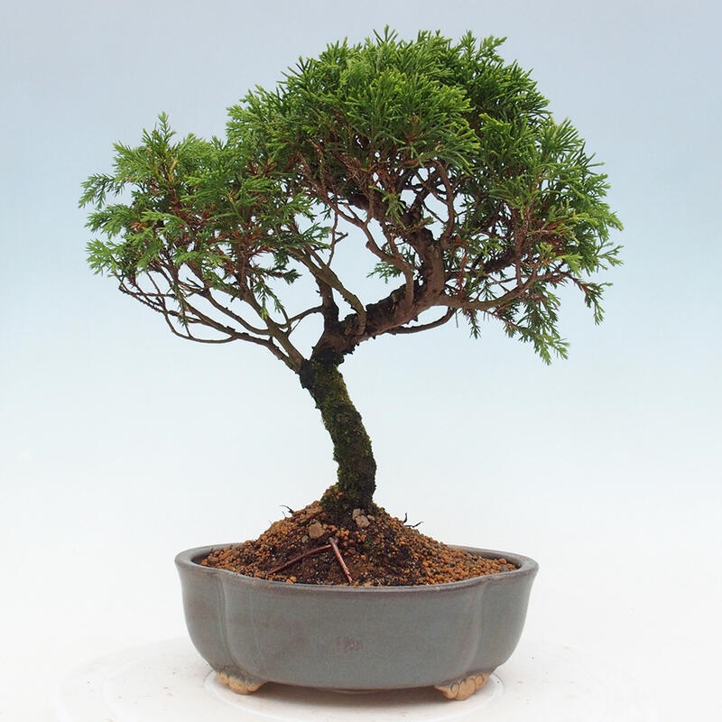 Outdoor bonsai - Juniperus chinensis Itoigawa - Chinese juniper
