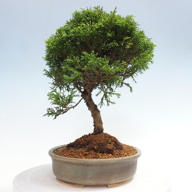 Outdoor bonsai - Juniperus chinensis Itoigawa - Chinese juniper