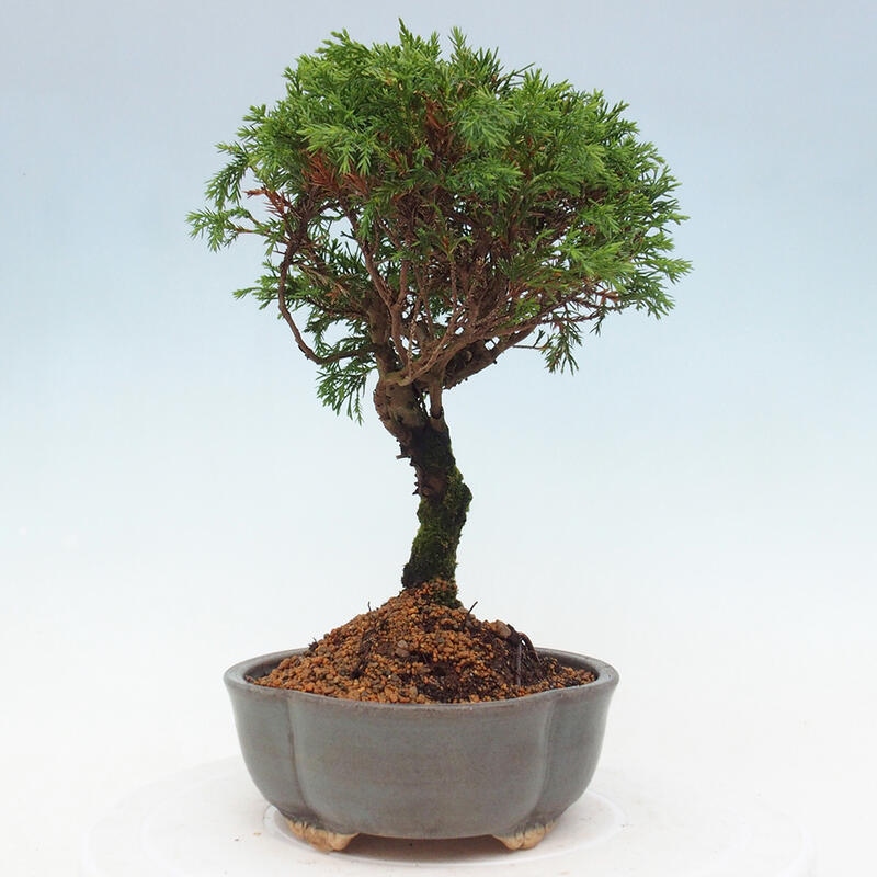 Outdoor bonsai - Juniperus chinensis Itoigawa - Chinese juniper