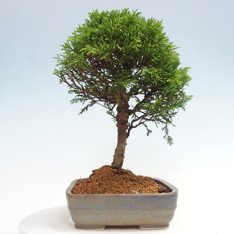 Outdoor bonsai - Juniperus chinensis Itoigawa - Chinese juniper