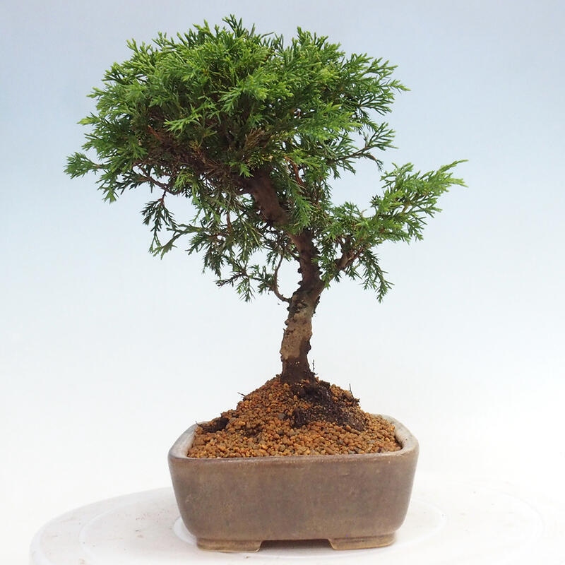 Outdoor bonsai - Juniperus chinensis Itoigawa - Chinese juniper