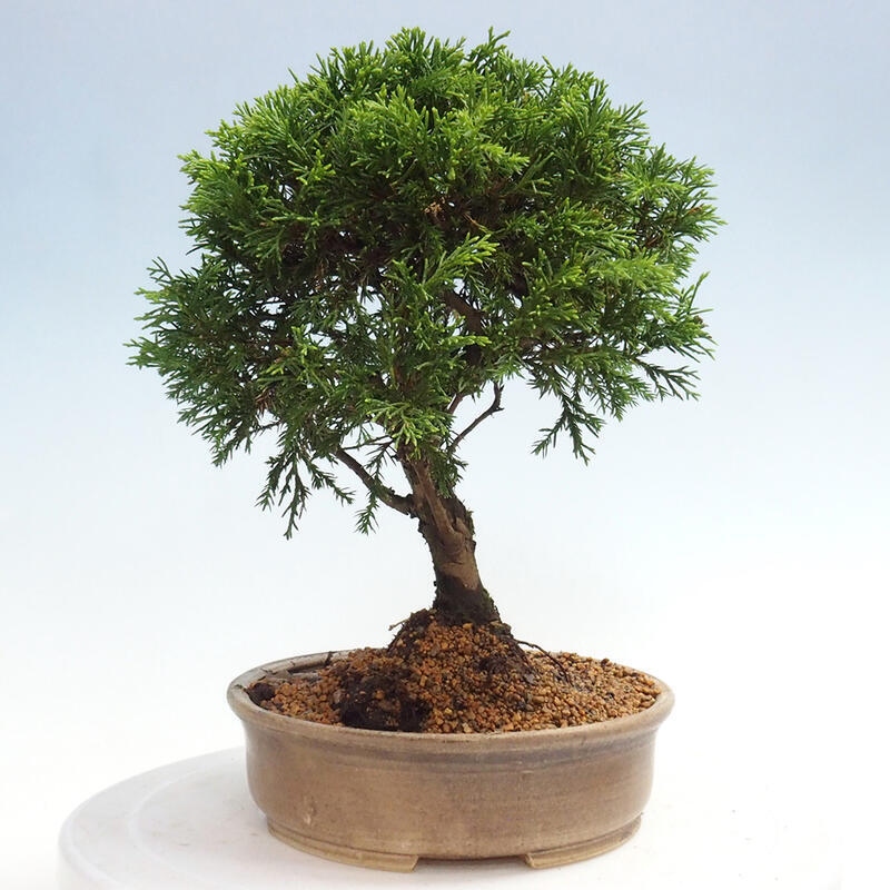 Outdoor bonsai - Juniperus chinensis Itoigawa - Chinese juniper