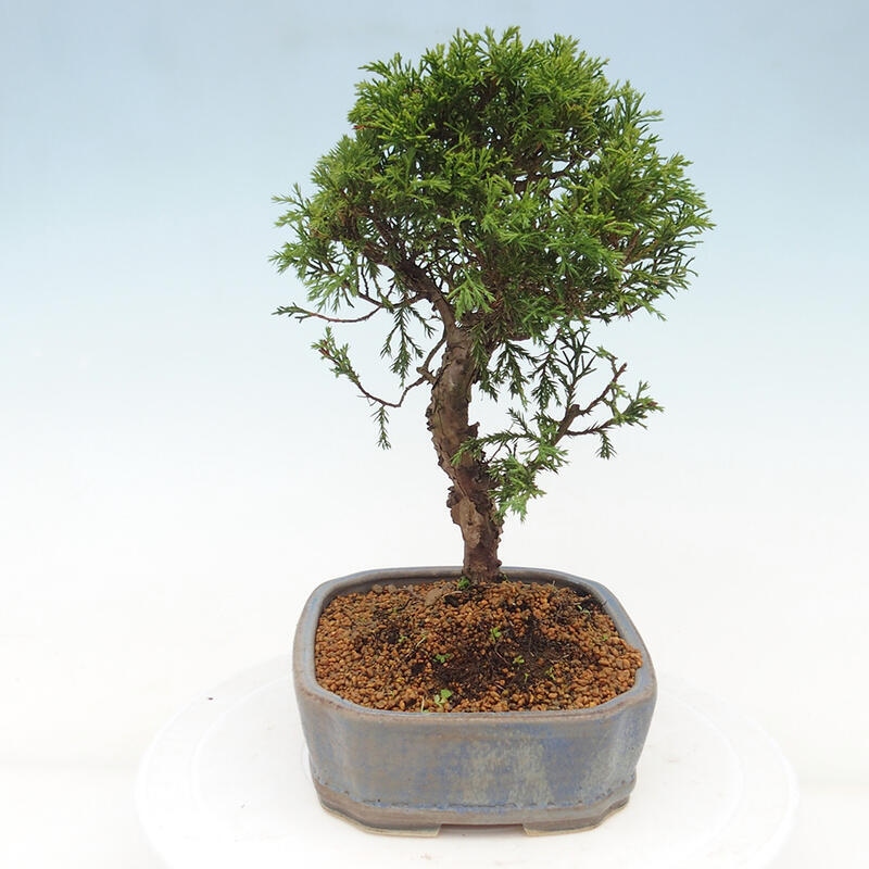 Outdoor bonsai - Juniperus chinensis Itoigawa - Chinese juniper