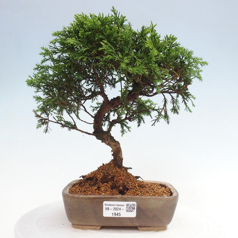 Outdoor bonsai - Juniperus chinensis Itoigawa - Chinese juniper
