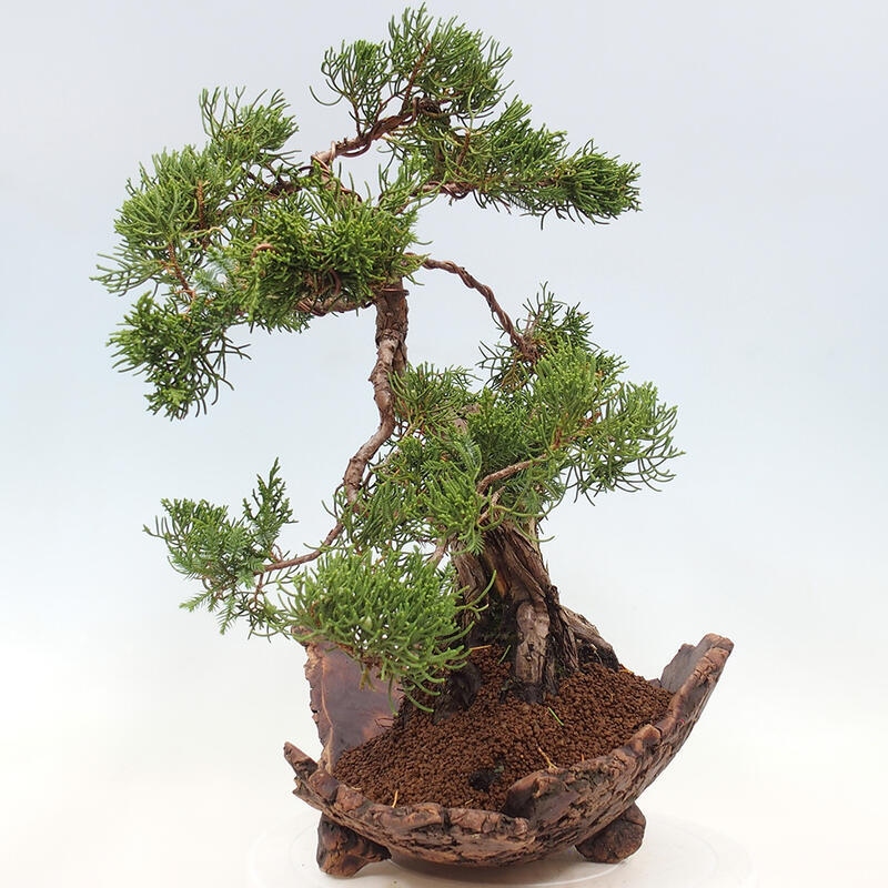 Bonsai im Freien - Juniperus chinensis Kishu - Chinesischer Wacholder
