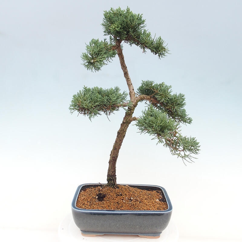 Outdoor-Bonsai - Juniperus chinensis Kishu - Chinesischer Wacholder