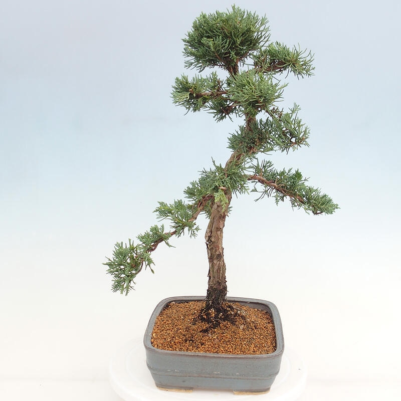 Outdoor-Bonsai - Juniperus chinensis Kishu - Chinesischer Wacholder