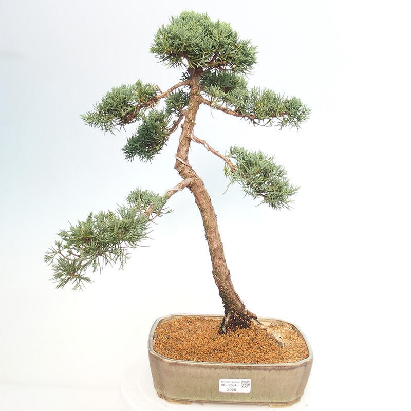 Outdoor-Bonsai - Juniperus chinensis Kishu - Chinesischer Wacholder
