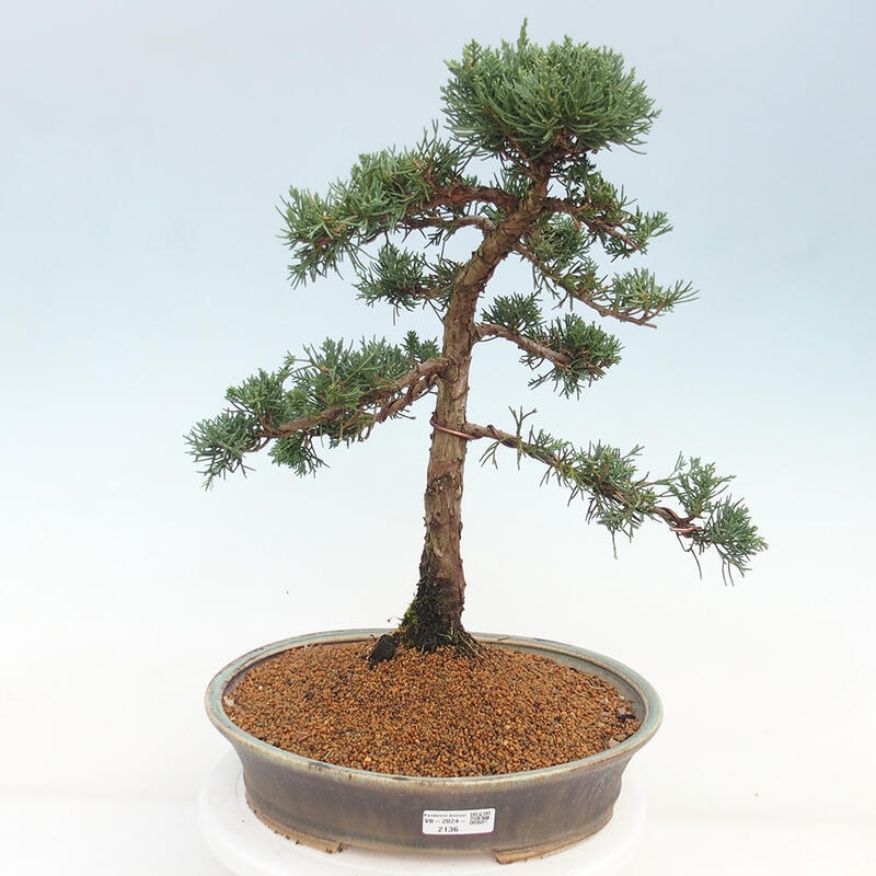 Outdoor-Bonsai - Juniperus chinensis Kishu - Chinesischer Wacholder