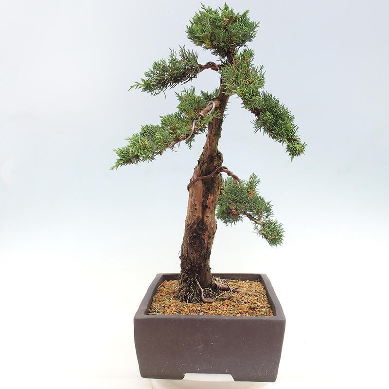 Outdoor-Bonsai - Juniperus chinensis Kishu - Chinesischer Wacholder