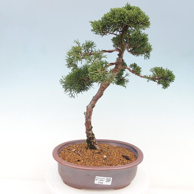 Outdoor-Bonsai - Juniperus chinensis Kishu - Chinesischer Wacholder