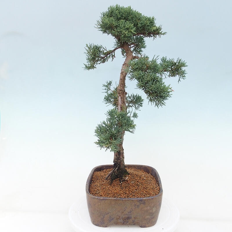 Outdoor-Bonsai - Juniperus chinensis Kishu - Chinesischer Wacholder