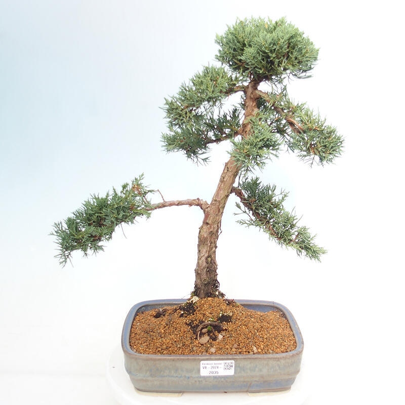 Outdoor-Bonsai - Juniperus chinensis Kishu - Chinesischer Wacholder