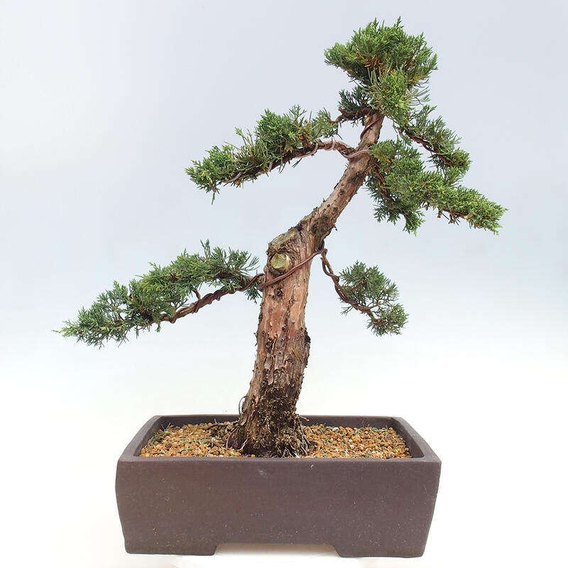 Outdoor-Bonsai - Juniperus chinensis Kishu - Chinesischer Wacholder