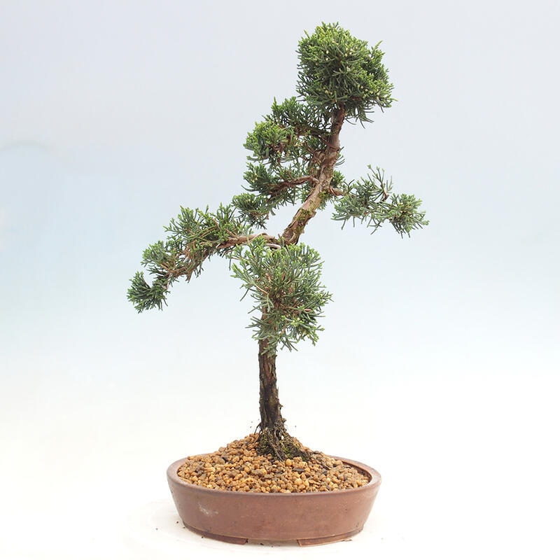 Outdoor-Bonsai - Juniperus chinensis Kishu - Chinesischer Wacholder