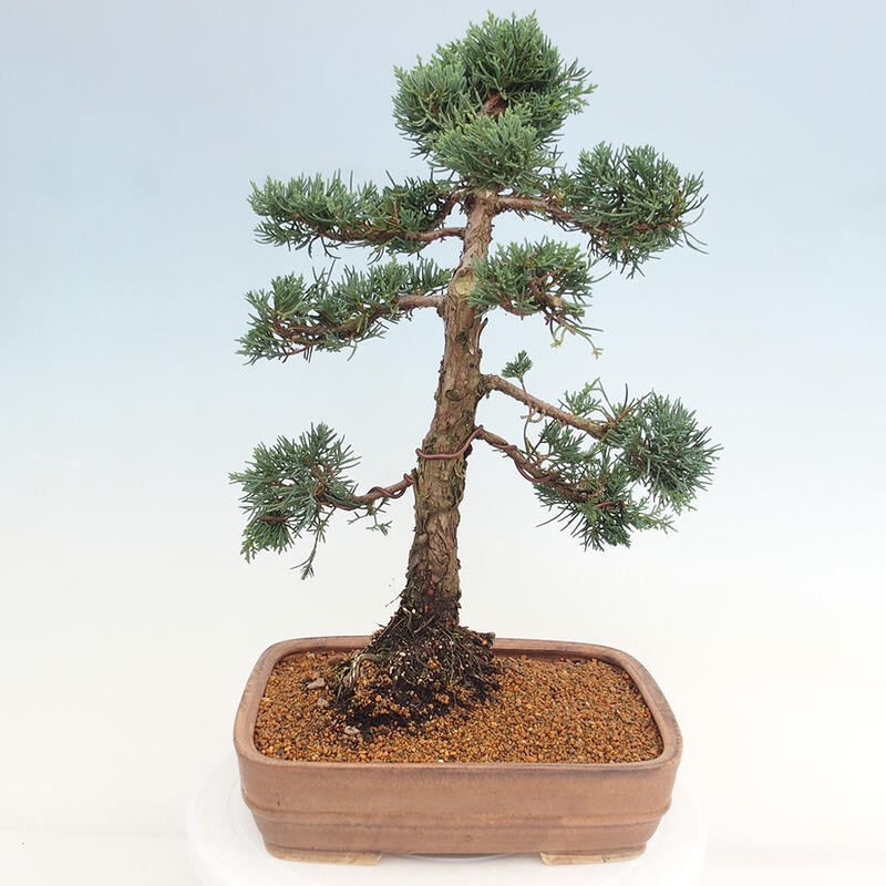Outdoor-Bonsai - Juniperus chinensis Kishu - Chinesischer Wacholder