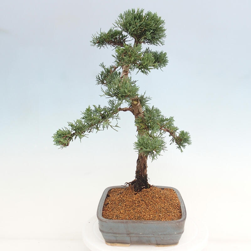 Outdoor-Bonsai - Juniperus chinensis Kishu - Chinesischer Wacholder