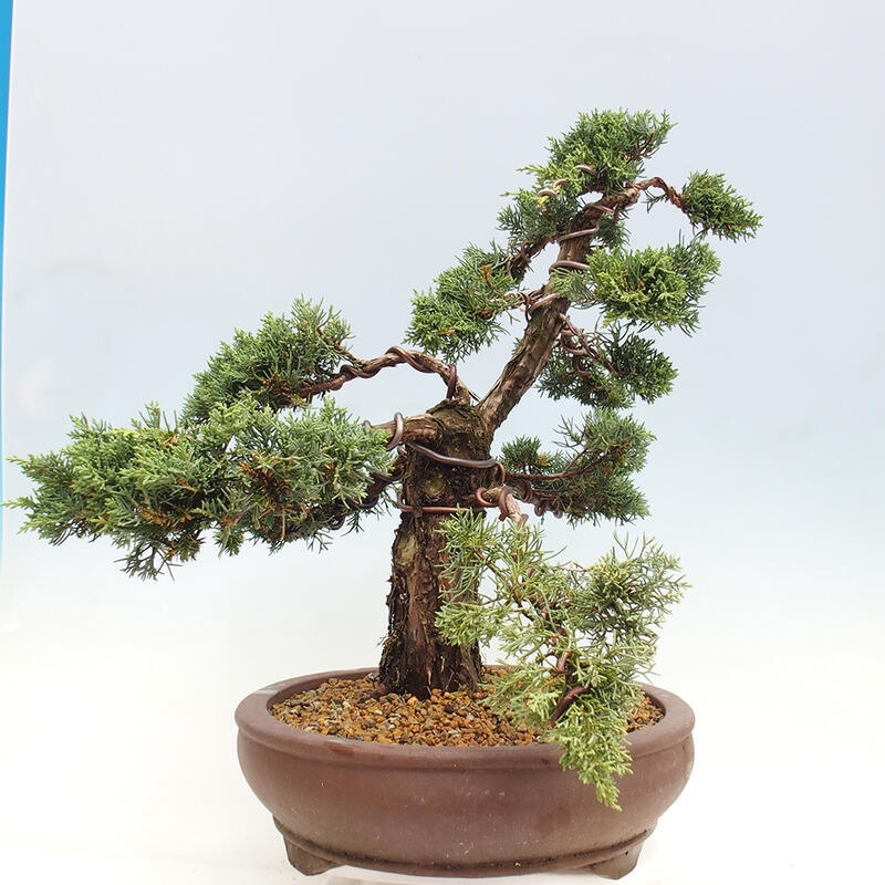 Outdoor-Bonsai - Juniperus chinensis Kishu - Chinesischer Wacholder