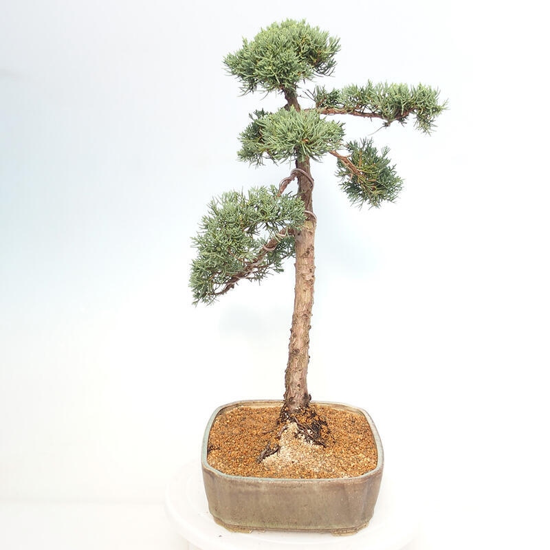 Outdoor-Bonsai - Juniperus chinensis Kishu - Chinesischer Wacholder
