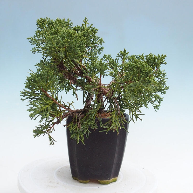 Bonsai im Freien - Juniperus chinensis Kishu - Chinesischer Wacholder