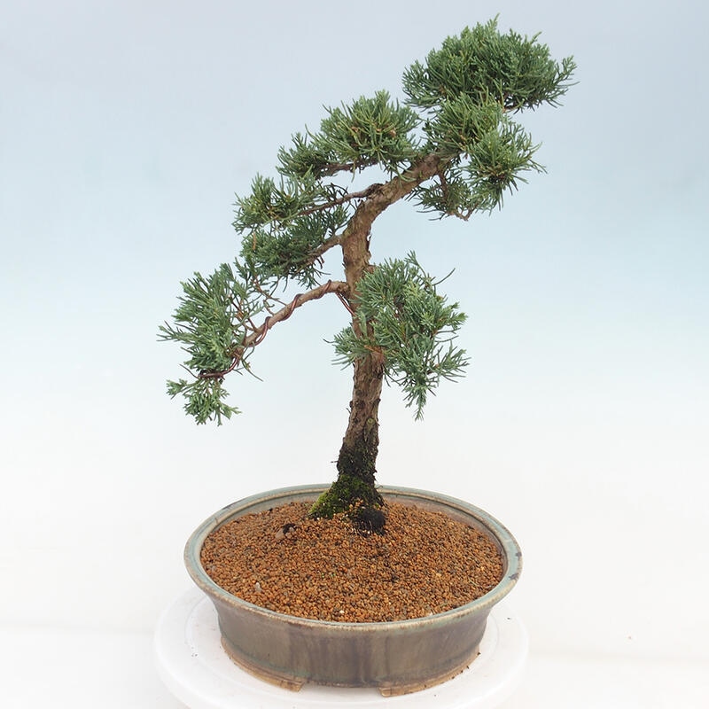 Outdoor-Bonsai - Juniperus chinensis Kishu - Chinesischer Wacholder