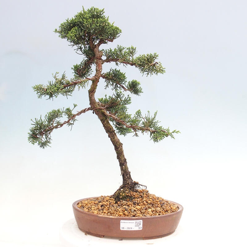 Outdoor-Bonsai - Juniperus chinensis Kishu - Chinesischer Wacholder