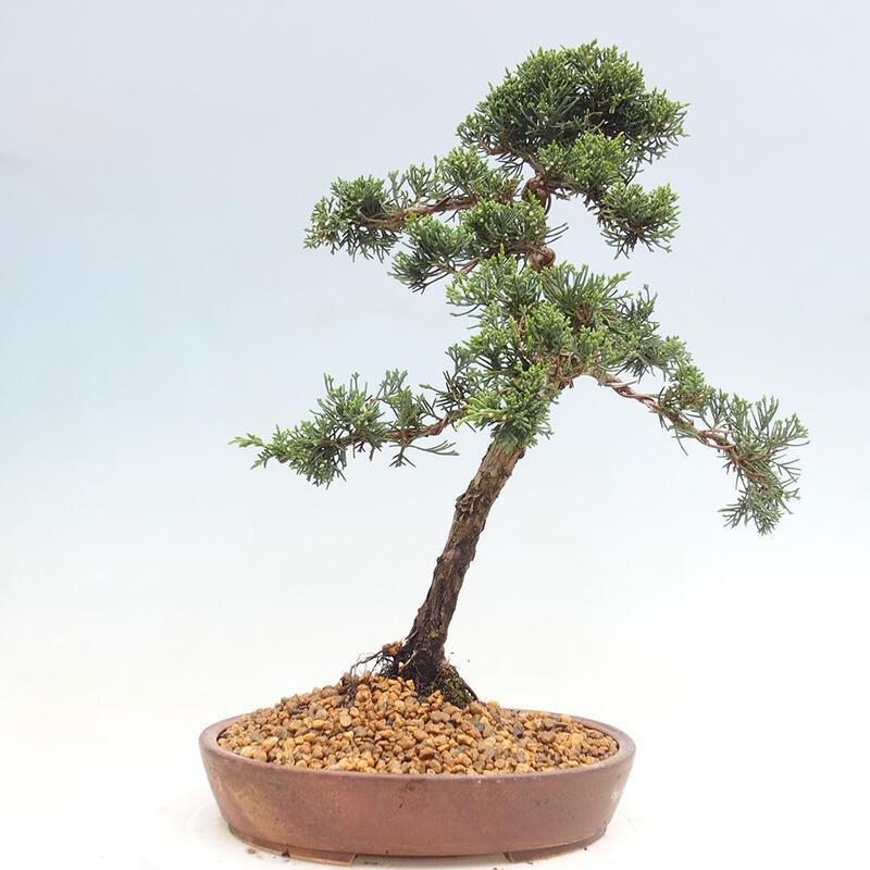 Outdoor-Bonsai - Juniperus chinensis Kishu - Chinesischer Wacholder