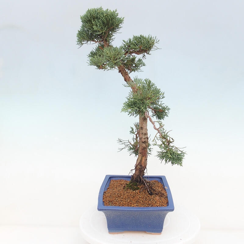 Outdoor-Bonsai - Juniperus chinensis Kishu - Chinesischer Wacholder