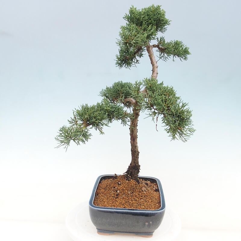 Outdoor-Bonsai - Juniperus chinensis Kishu - Chinesischer Wacholder