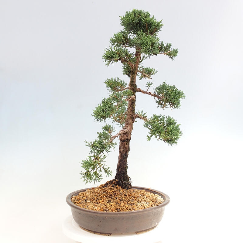 Outdoor-Bonsai - Juniperus chinensis Kishu - Chinesischer Wacholder