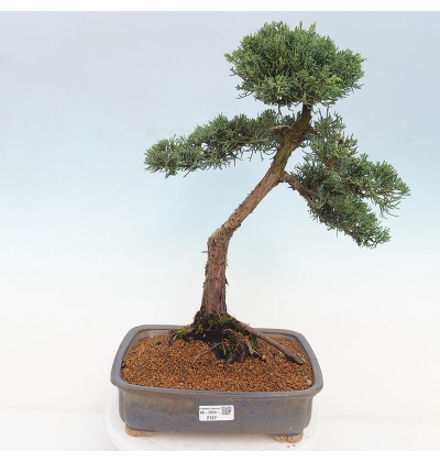 Outdoor-Bonsai - Juniperus chinensis Kishu - Chinesischer Wacholder - e- bonsai.de