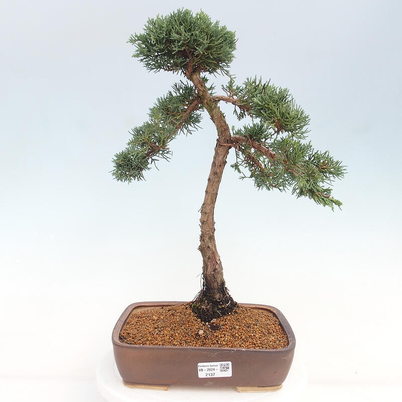 Outdoor-Bonsai - Juniperus chinensis Kishu - Chinesischer Wacholder