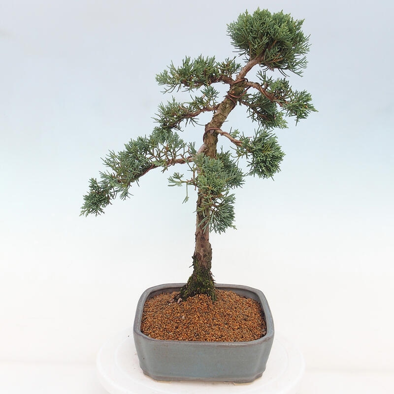 Outdoor-Bonsai - Juniperus chinensis Kishu - Chinesischer Wacholder