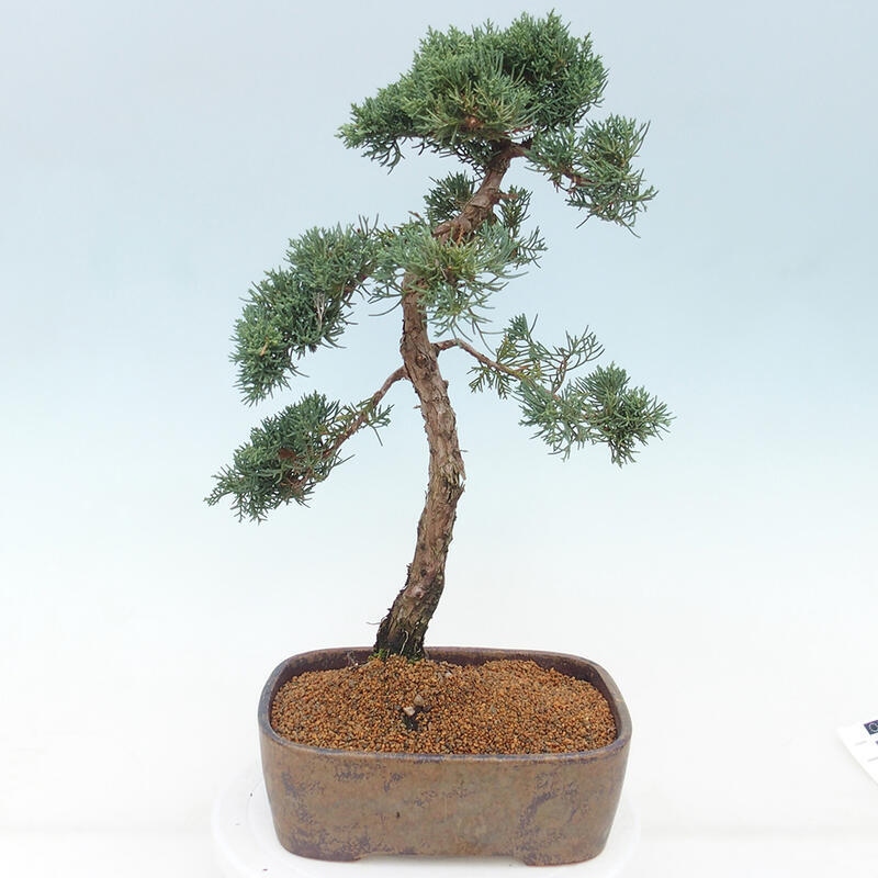 Outdoor-Bonsai - Juniperus chinensis Kishu - Chinesischer Wacholder
