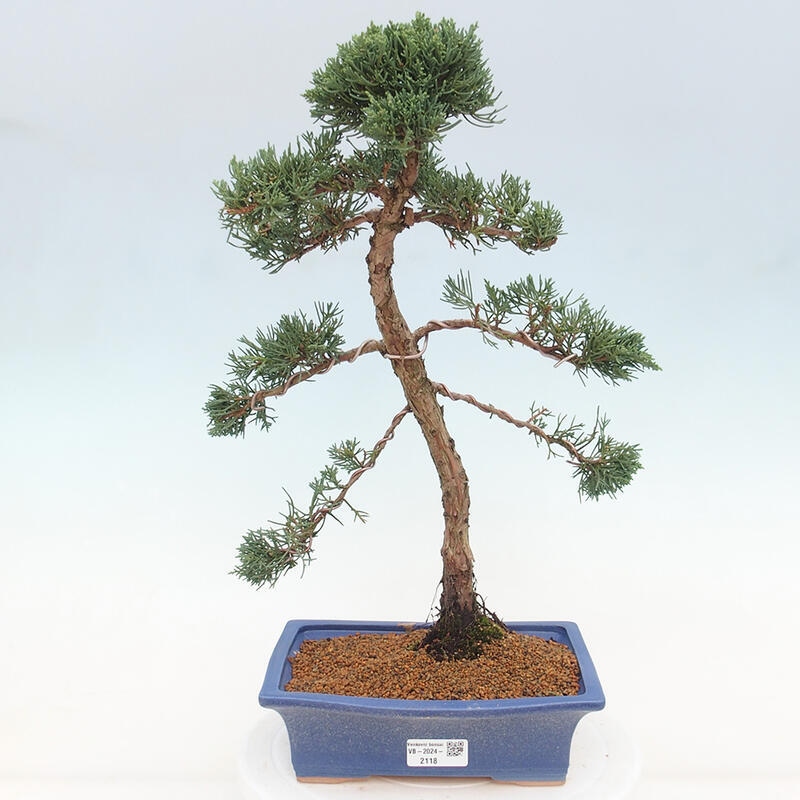 Outdoor-Bonsai - Juniperus chinensis Kishu - Chinesischer Wacholder