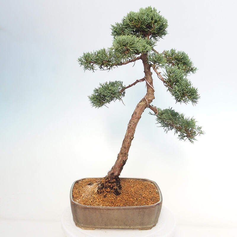 Outdoor-Bonsai - Juniperus chinensis Kishu - Chinesischer Wacholder