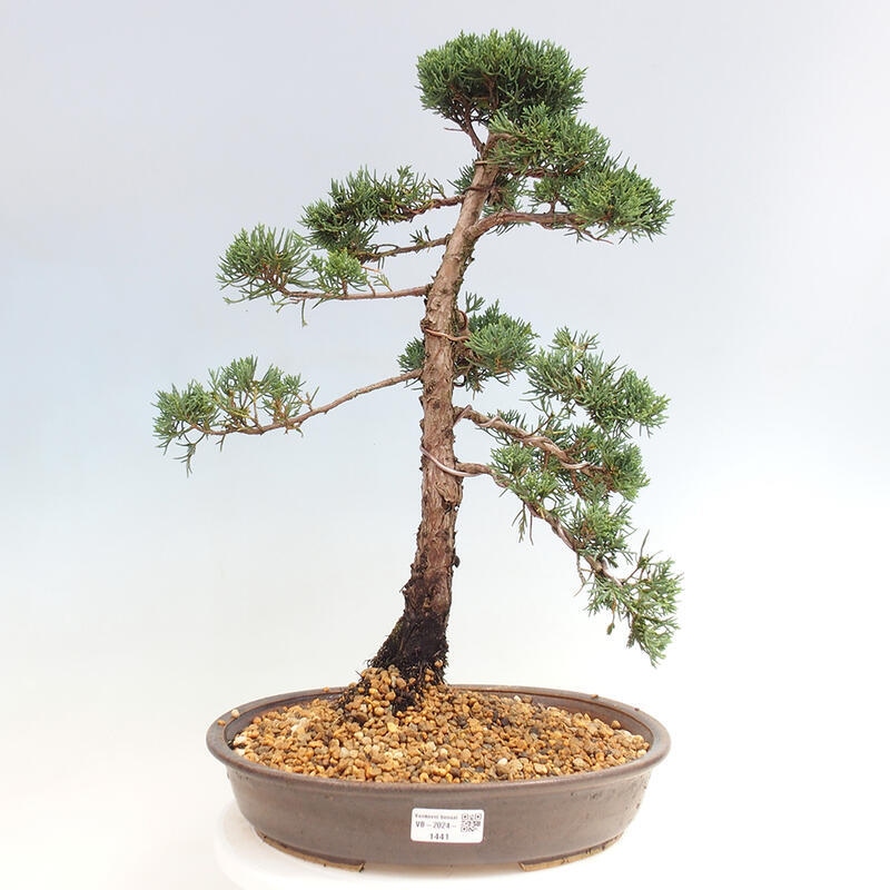 Outdoor-Bonsai - Juniperus chinensis Kishu - Chinesischer Wacholder