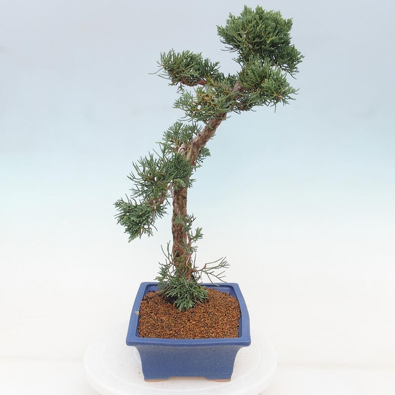 Outdoor-Bonsai - Juniperus chinensis Kishu - Chinesischer Wacholder