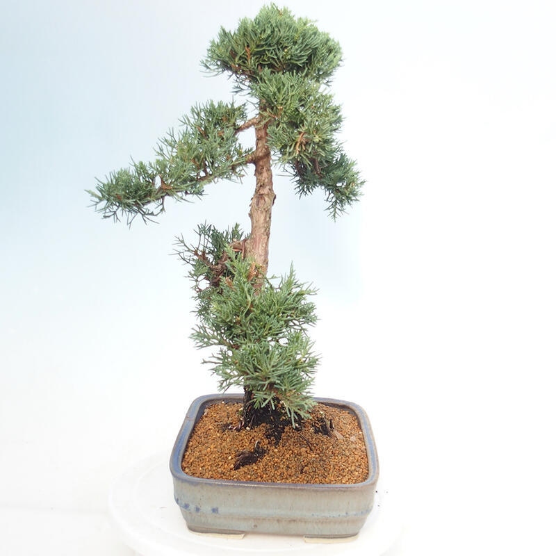 Outdoor-Bonsai - Juniperus chinensis Kishu - Chinesischer Wacholder