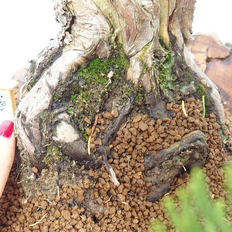 Bonsai im Freien - Juniperus chinensis Kishu - Chinesischer Wacholder