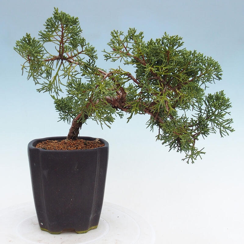 Bonsai im Freien - Juniperus chinensis Kishu - Chinesischer Wacholder