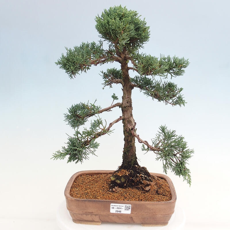 Outdoor-Bonsai - Juniperus chinensis Kishu - Chinesischer Wacholder
