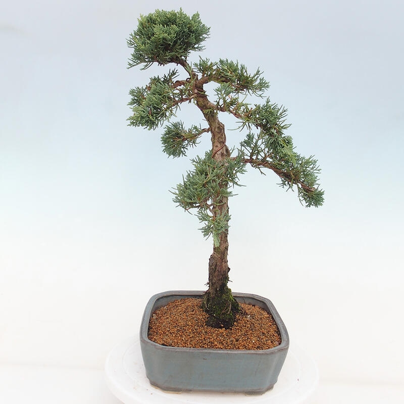 Outdoor-Bonsai - Juniperus chinensis Kishu - Chinesischer Wacholder