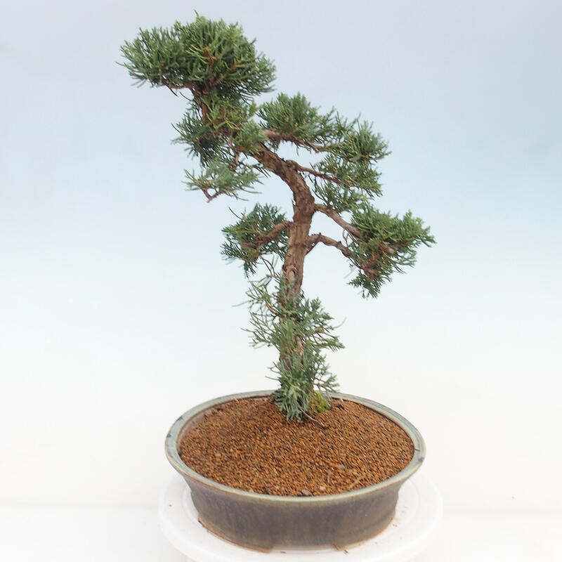 Outdoor-Bonsai - Juniperus chinensis Kishu - Chinesischer Wacholder