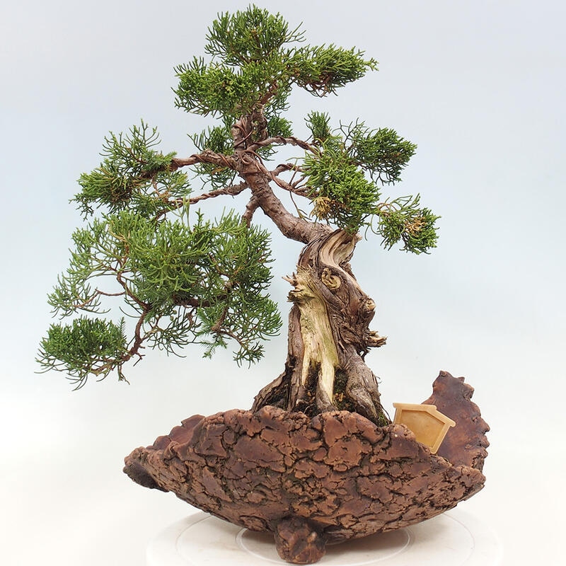 Bonsai im Freien - Juniperus chinensis Kishu - Chinesischer Wacholder