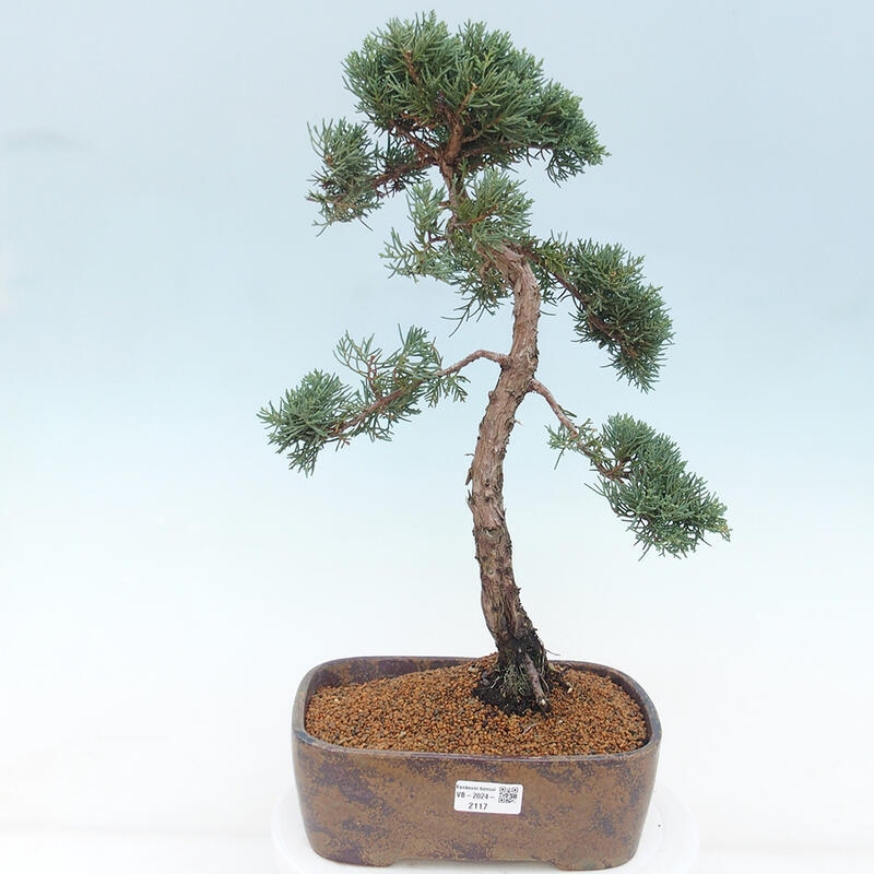 Outdoor-Bonsai - Juniperus chinensis Kishu - Chinesischer Wacholder