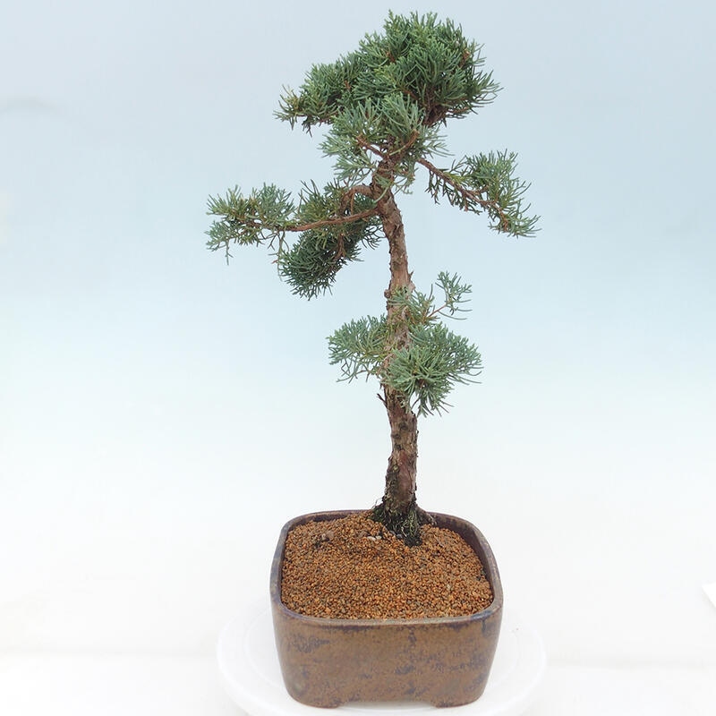 Outdoor-Bonsai - Juniperus chinensis Kishu - Chinesischer Wacholder